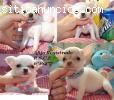 Super Mini Chihuahua Cachorros