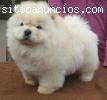 Regalo Chow Chow macho y hembra
