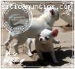 Cachorros  chihuahuas exclusivos rsce