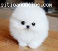 Los cachorros taza de té Pomeranian con