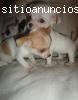 Dos Chihuahua cachorros disponibles ahor