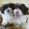 Havanese cachorros en adopción 180€