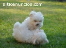 REGALO CACHORROS PRECIOSOS DE MALTÉS PE