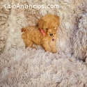 adorable cachorro de caniche
