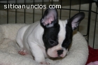 Adorables cachorros de Bulldog Francés