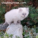Adorables gatos siberianos