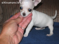 AKC Chihuahua Puppies para Adopción