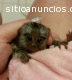 Bebé monos tití pigmeo Disposible