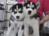 Blue eyes siberian husky