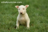 Bull terrier cachorros