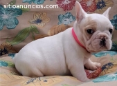 Bulldog francés cachorros disponibles