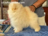 Cachorro pomerania