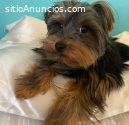 cachorro yorkie terrier