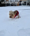 cachorro yorkie terrier