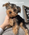 cachorro yorkie terrier