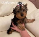 cachorro yorkie terrier