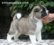 cachorros de Akita para la adopción