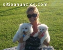 Cachorros de Bichón Maltés