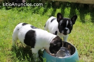 Cachorros de Bulldog Francés listos