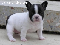 cachorros de bulldog francés para Adopci