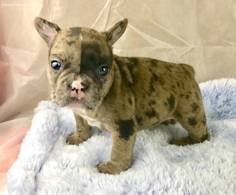 Anuncios Clasificados Gratuitos en España Animales y