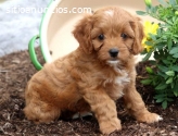 cachorros de Cavapoo macho y hembra