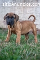 Cachorros de presa canario
