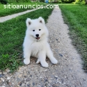 Cachorros de Samoyed