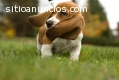 cachorros di Basset Hund