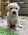 cachorros golden retriever