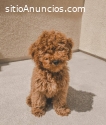 Cachorros Goldendoodle