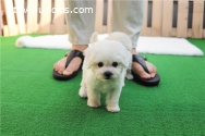 Cachorros Mini Bichon Frise.