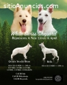 Cachorros Pastor Blanco Suizo
