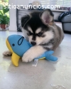 Cachorros Pomsky