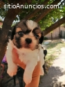 Cachorros shih tzu