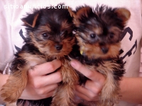 Cachorros Yorkie Registrados para Adopci