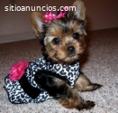 Cachorros Yorkshire Terrier Mini Toy