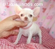 Camada de Chihuahuas de Bolsillo