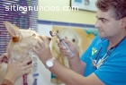 CURSO AYUDANTE TECNICO VETERINARIO