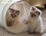 Disponible magnífica gatita Ragdoll