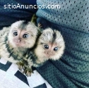 Dos monos titi para la venta
