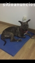 Dulce busca hogar