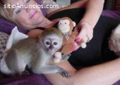 Encantadores monos capuchinos a la venta