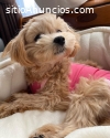 filhote de maltipoo macho e fêmea