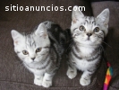 Gatos britanicos lindos de shorthair