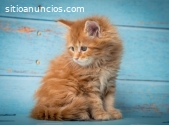 gentiles gatitos maine coon para la vent
