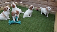 Hermosos cachorros de cavachon