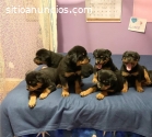 Hermosos cachorros de Rottweiler.