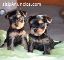 Hermosos cachorros de Yorkshire disponib