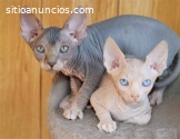 Hogar criado gatitos Sphynx buscando nue